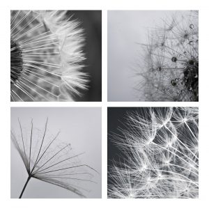 Photo_dandelion_macro_01