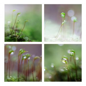 Photo_moss_macro_01